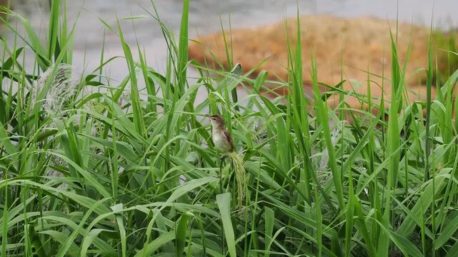 河川沿いのヨシのてっぺんで鳴いているオオヨシキリ