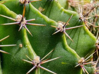 Macro view of cactus spines and skin texture © umut hasanoglu