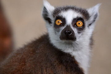 Fototapeta premium Close up portrait of a ring-tailed lemur looking directly at the camera at Bratislava Zoo, Bratislava, Slovakia, Europe