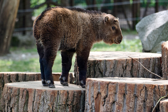 Young takin calf standing on cut wooden logs in its enclosure at Bratislava Zoo, Bratislava, Slovakia, Europe