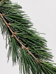 Fototapeta premium Close-up of a cedar branch with green needles on a white background