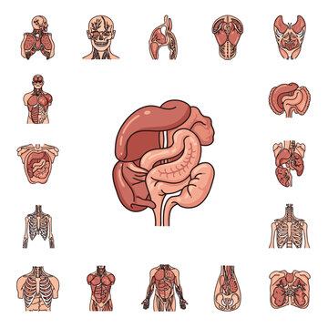 Human Internal Organs Anatomy Illustration.