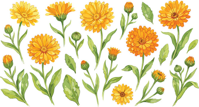Calendula Flower Clipart Set Featuring Watercolor Style Yellow and Orange Marigold Blossoms Buds and Green Leaves for Floral Patterns and Cosmetic Branding Vector Illustration