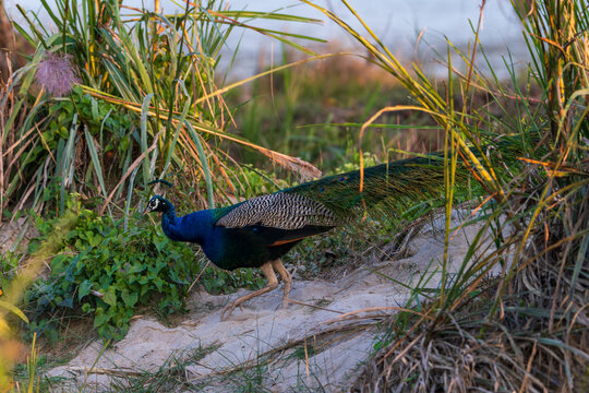 A male Indian Peafowl (Pavo cristatus) standing gracefully in a natural grassland habitat. Known for its brilliant iridescent blue plumage and long ornamental tail