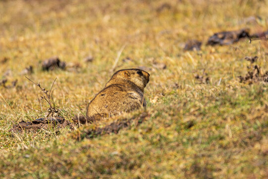A Himalayan Marmot (Marmota himalayana) resting peacefully in its natural alpine grassland habitat. This large mountain rodent is native to the high-altitude regions of the Himalayas,