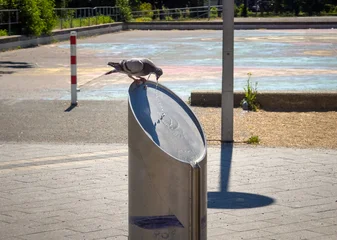Eine Taube trinkt Wasser aus einem Edelstahl Trinkbrunnen auf einem sonnigen Platz in Düsseldorf, Deutschland © Robert Poorten