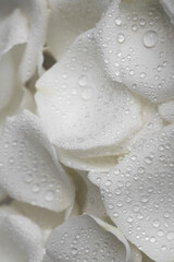 Fototapeta premium close up petals white rose with water drops. Beautiful white rose close up A rose flower with water droplets on the petals illuminated by soft light. Creative banner. Copyspace image. 