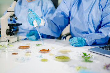 Scientist uses a pipette to test plant and sprout samples in an agricultural biotechnology lab,...