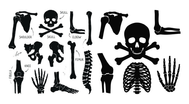 Anatomical Skeleton Parts Black Silhouettes On White Background Illustration anatomy