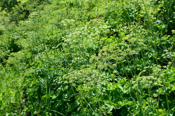 Fototapeta premium Cow Parsley Flowers Blooming in Meadow