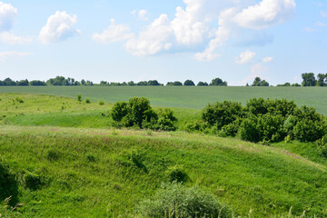 Fototapeta premium Rolling Green Hills and Meadow in the Countryside in sunny day with white clouds