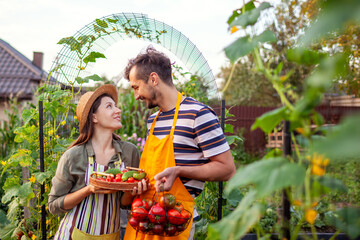 Fototapeta premium Family of farmers picking vegetables from raised beds in summer garden. Couple harvest tomatoes and cucumbers organically grown