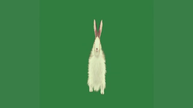 white rabbit green screen is standing feather flying air bird long beak animated chromakey background illustration figure scene style elements expression emotion