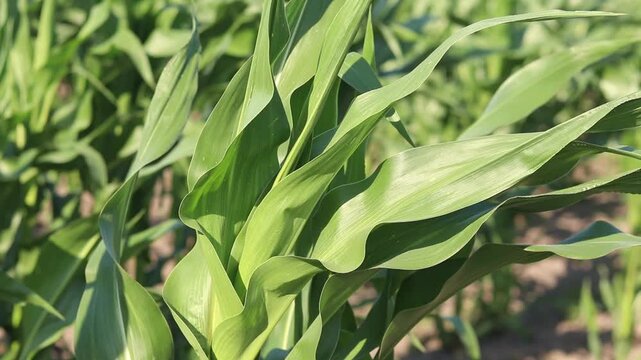 Young corn field on a sunny day. Green rows of crops on fertile soil under clear sky. Agribusiness and grain growing concept. Bright green corn shoots on a farm field. Agriculture in summer