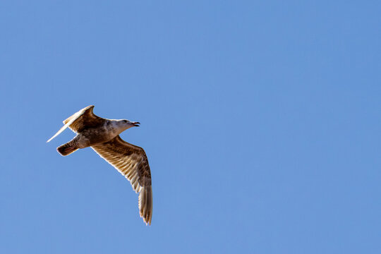 Gaspesie, Canada, 17 June 2026 : A seagull with its mouth open flies against a clear blue sky.