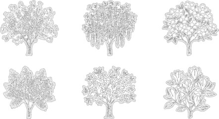 Fototapeta premium Six exquisite botanical line drawings of flowering trees isolated on white backdrop 