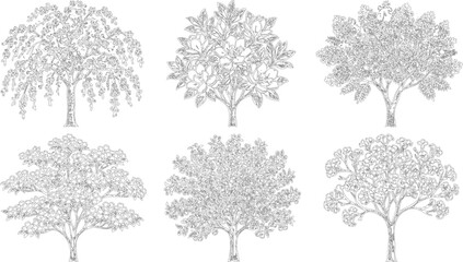 Fototapeta premium Six varied tree species sketches in elegant line art for botanical documentation 