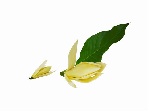 White champaca flowers with green leaf arrangement isolated on white background.