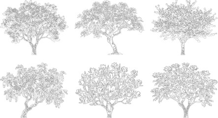 Fototapeta premium Set of six detailed line art tree illustrations for architectural design and landscaping 