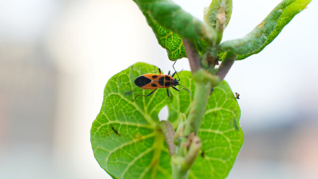 Macro shot of an orange milkweed bug (Tropidothorax sinensis) on a green leaf in korea