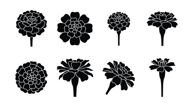 Marigold and Tagetes Silhouettes, Flat Vector Garden Flower Icon Set and Black Silhouette Outlines Isolated on White Background