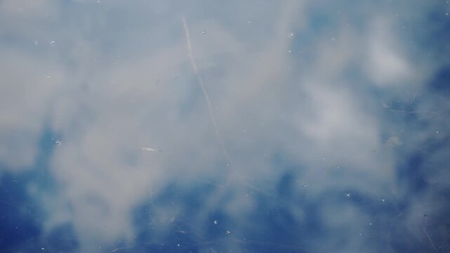 Water strider walking on pond with sky reflection