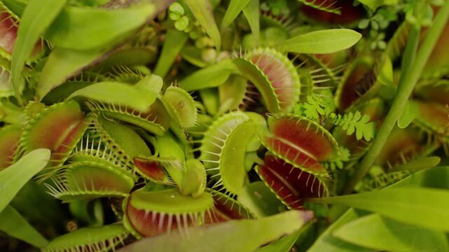 Venus flytrap carnivorous plant with open jaws
