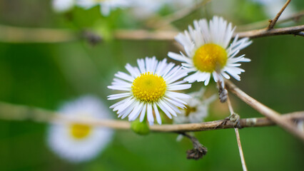Obraz premium Close-up of beautiful fleabane flowers (Erigeron annus) with soft blurred background