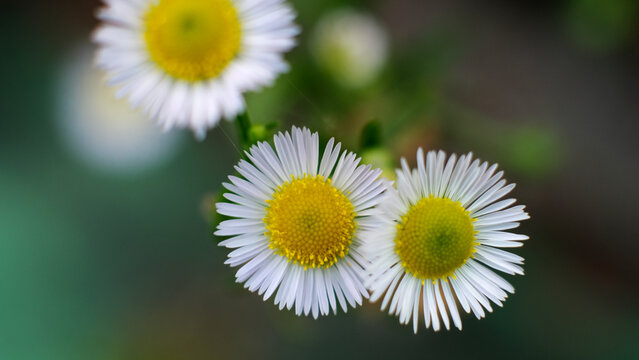 Close-up of beautiful fleabane flowers (Erigeron annus) with soft blurred background