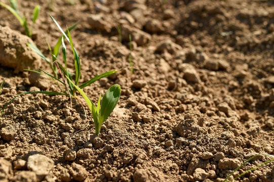 Young green Zea mays corn shoots emerge from dry, cloddy soil in an agricultural field. The seedling stands in a cultivated row with clods of earth in selective focus.