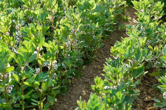 Rows of flowering Vicia faba broad bean plants grow in an agricultural field. The green crops display distinct white and black blossoms along their upright stems.
