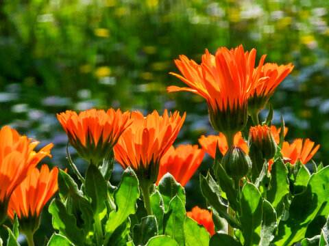 Orange calendula flowers blooming in a sunny garden field against blurred background.