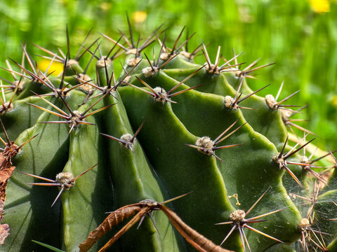 Close up photo of a green cactus with sharp thorns with blurred green background