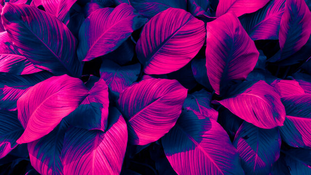 Neon pink and cyber blue tropical foliage background texture, abstract retro futuristic Synthwave botanical leaf pattern with dark moody shadows.