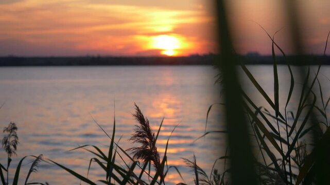 Beautiful golden sunset over a calm lake with silhouetted reeds swaying in the foreground. The sun reflects on rippling water in this peaceful evening landscape