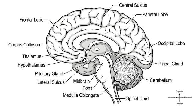 Detailed illustration of a human brain with labeled parts including the frontal lobe, corpus callosum, and cerebellum in a medical context.