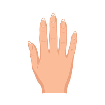 Palm of a human left hand.