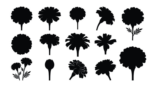 Marigold and Tagetes Silhouettes, Flat Vector Garden Flower Icon Set and Black Silhouette Outlines Isolated on White Background