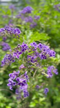 A gentle breeze sways vibrant purple Duranta blossoms under the soft sunlight, creating a serene and picturesque moment in a peaceful garden.
