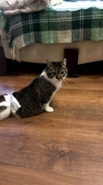 Disabled Homeless Rescue Cat with Paralyzed Hind Legs Exploring New Apartment After Adoption