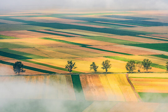 Golden Agricultural Patchwork in the Morning Mist Near Frumoasa, Harghita County, Romania.