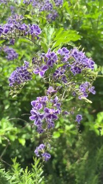 A gentle breeze sways vibrant purple Duranta blossoms under the soft sunlight, creating a serene and picturesque moment in a peaceful garden.