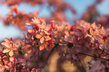 Fototapeta premium Beautiful pink apple blossom flowers glowing in the warm setting sun.