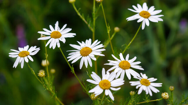 Floral background with daisies on a green background. Natural wallpaper.