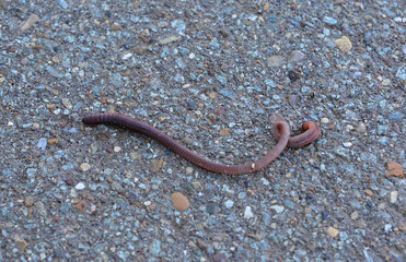 Fototapeta premium Earthworm Crawling on Asphalt Pavement macro