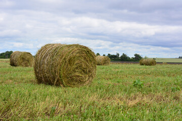Fototapeta premium Round Hay Bales in a Meadow in a cloudy day copy space