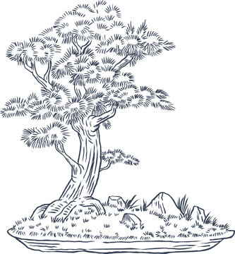 Japanese bonsai pine tree in ceramic pot with moss and stones. Hand drawn vector sketch illustration