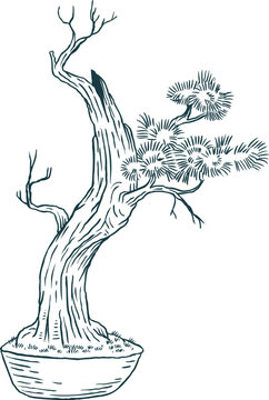 Old dramatic bonsai tree with deadwood and single green branch in pot. Sketch vector illustration in monochrome color.