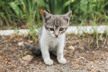 Obraz premium Cute little grey and white kitten sitting on the ground outside.
