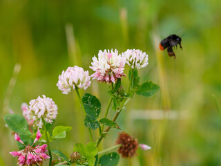 Clover is a honey‑producing plant that is friendly to bees. Pink wild flowers. Plants. Nature. Bumblebee collects nectar on clover flowers. Summer background. Natural Wallpaper. © Flower_Garden